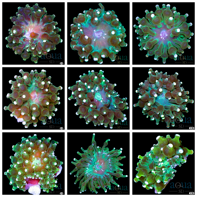 White Tips Bubble Tip Anemone - Multiples Available