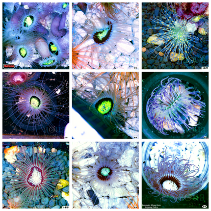 Nuclear Eye Tube Anemone - Multiples Available