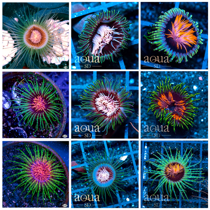 Freak of Nature Tube Anemone - Multiples Available