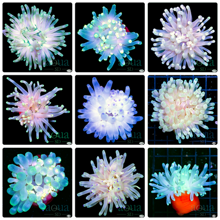 Sweet Condy Anemone - Multiples Available