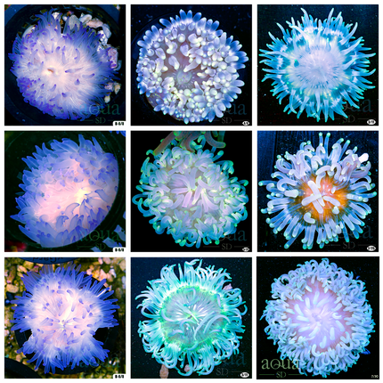 Blue Flames Long Tentacle Anemone - Multiples Available