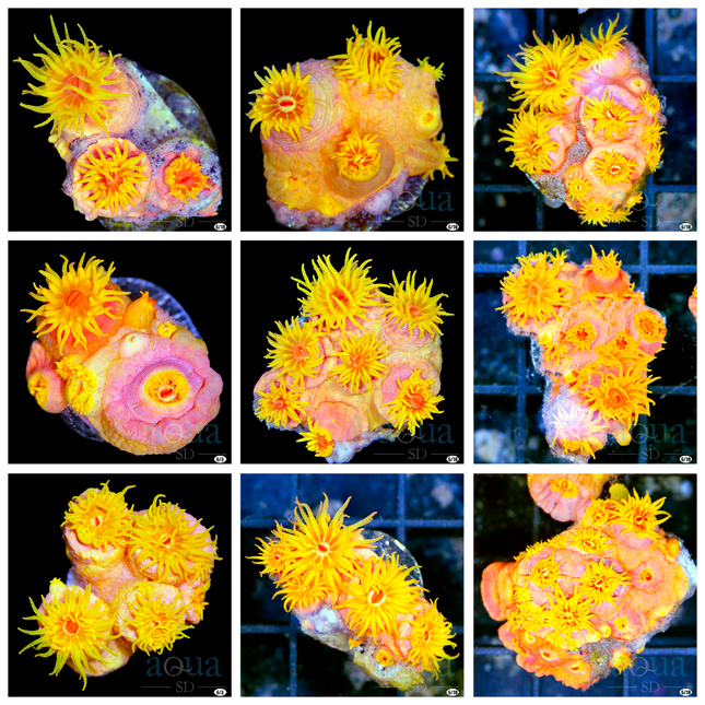 Orange Sun Coral Dendro - Multiples Available