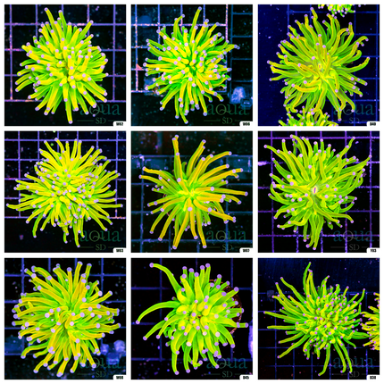 KF Holy Grail Torch Multiples Available