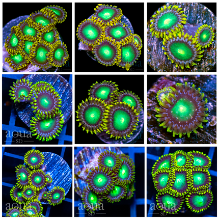 Green Eye Zoas - Multiples Available