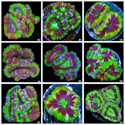 UFO Acan - Multiples Available