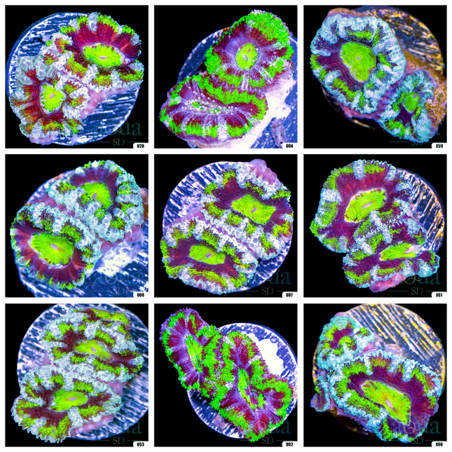 Jokers Acan Lord - Multiples Available