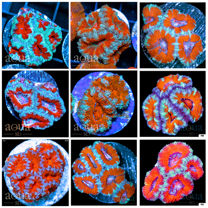 Teal Claw Acan Lord - Multiples Available