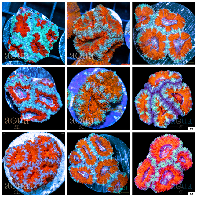 Teal Claw Acan Lord - Multiples Available