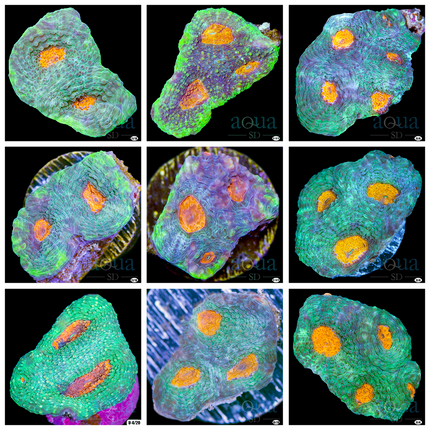 Gold Eye Acan Echinata - Multiples Available