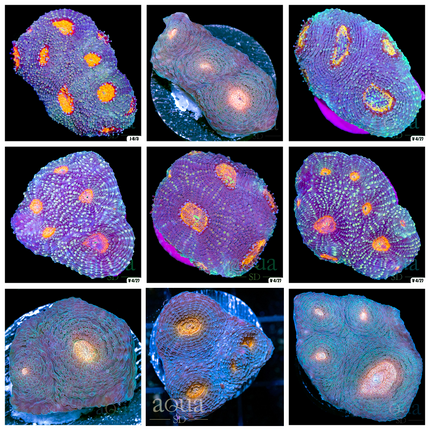 Orenji Eye Acan Echinata - Multiples Available