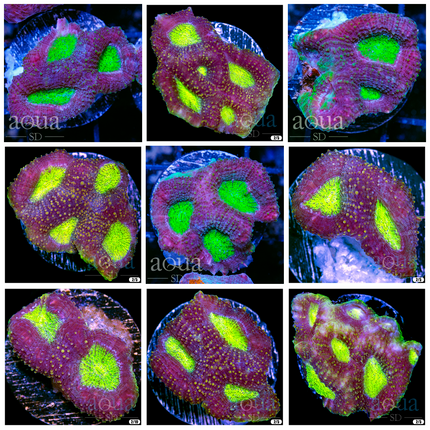 Nuclear Storm Acan Enchinata - Multiples Available