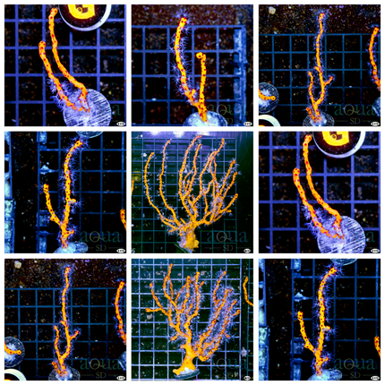 Yellow Gorgonia - Multiples Available