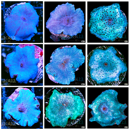 Aussie Blue Man Discosoma - Multiples Available