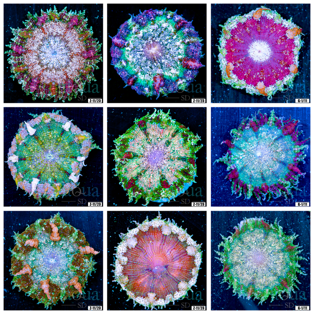 Grade A Sweet Rock Flower Anemone - Multiples Available