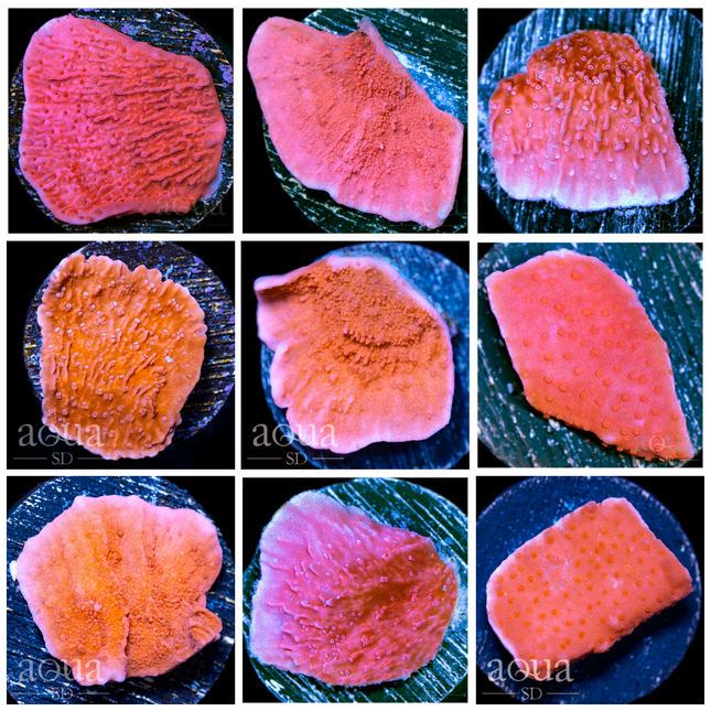 Red Montipora - Multiples Available