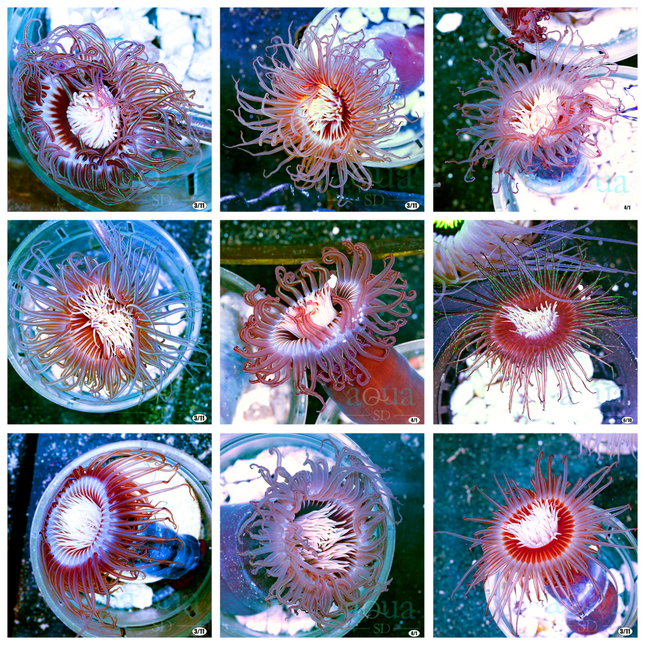 Ultra Tube Anemone - Multiples Available