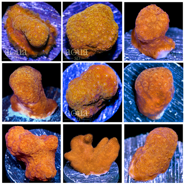 Orange Pavona - (Multiples Available)