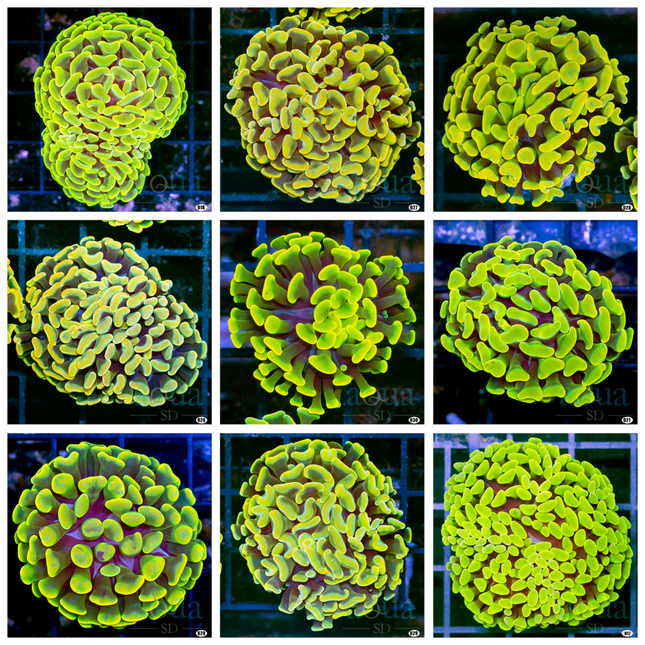 Canary Branching Hammer - Multiples Available