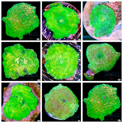 Toxic Discosoma - Multiples Available