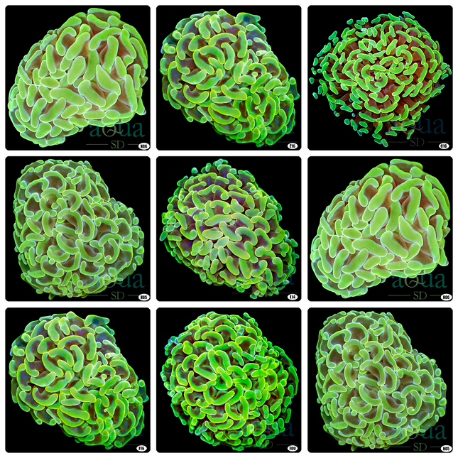 The Farm – Aqua SD