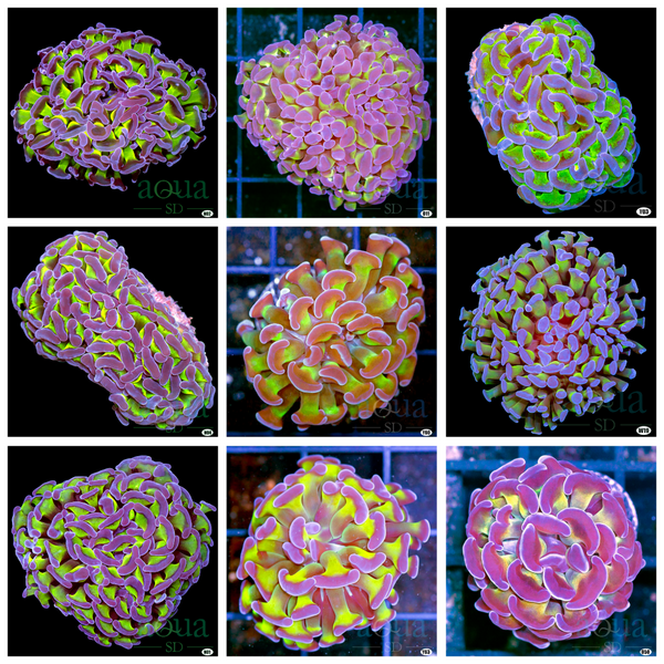 Toxic Stem Hammer Multiples Available – Aqua SD