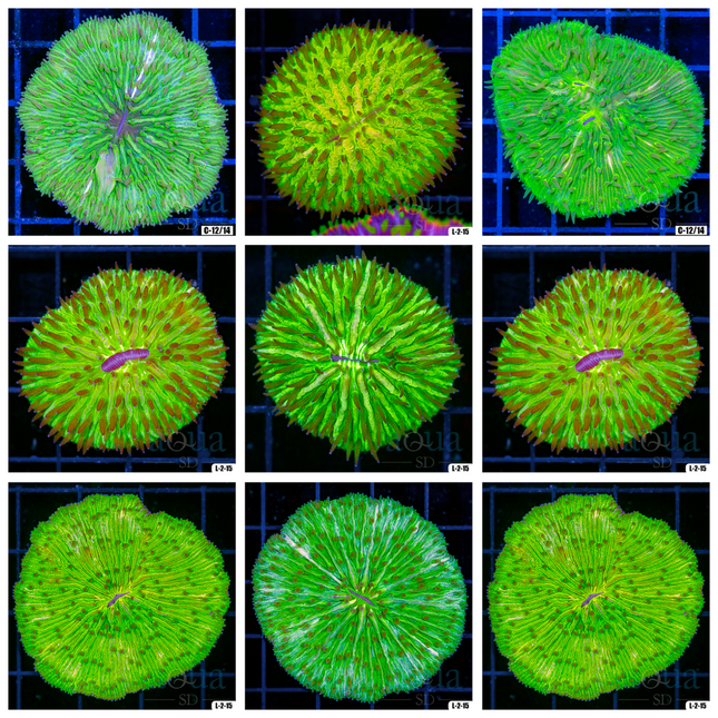 Ultra Green Plate Coral - Multiples Available