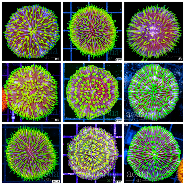 Joker Plate Coral - Multiples Available