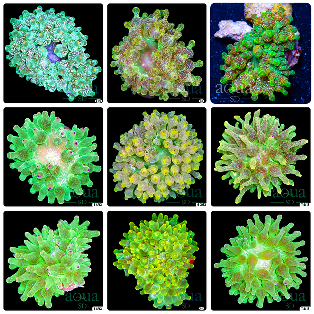Grade A - Nuclear Bubble Tip Anemone - Multiples Available