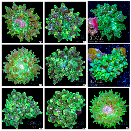 Grade B - Nuclear Acid Wash Bubble Tip Anemone - Multiples Available