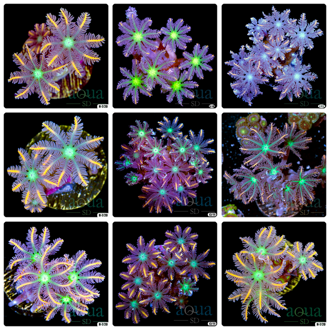 Rainbow Firework Clove Polyps - Multiples Available