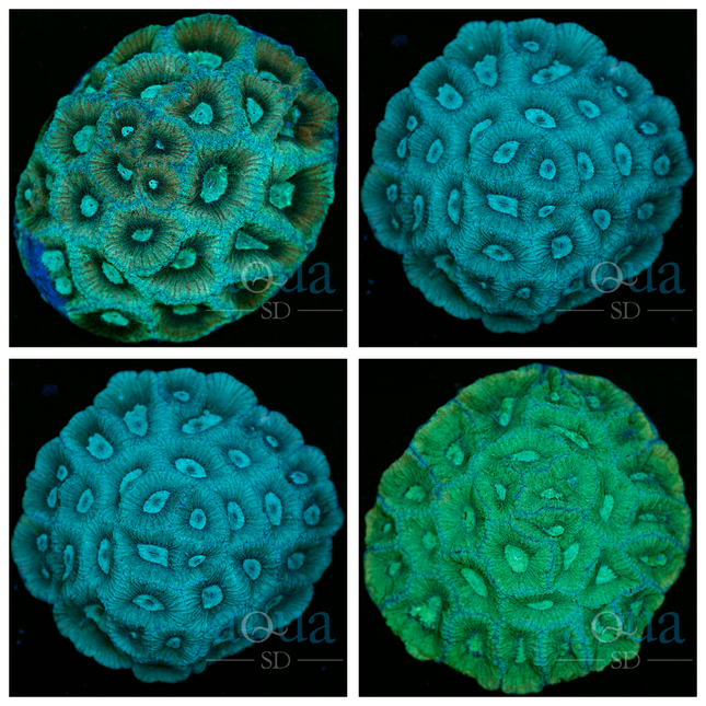 Aussie Sweet Goniastrea Colony (Multiples Available)