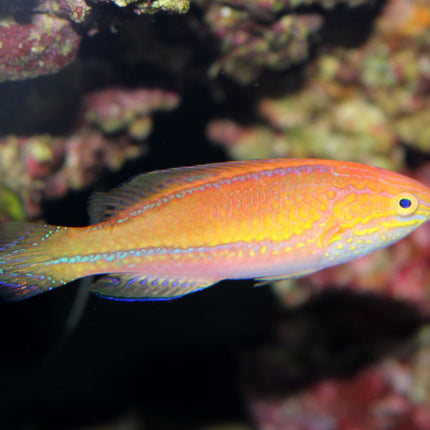 Pintail Fairy Wrasse