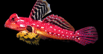 Ruby Red Dragonet