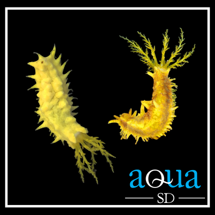 Yellow Sea Cucumber