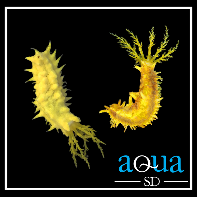 Yellow Sea Cucumber