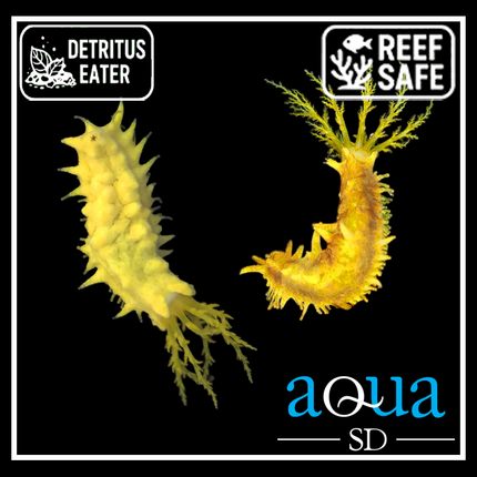 Yellow Sea Cucumber - commonly Holothuria spp.