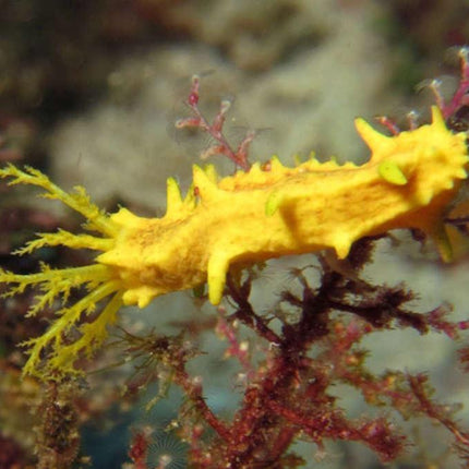 Yellow Sea Cucumber - Multiples Available