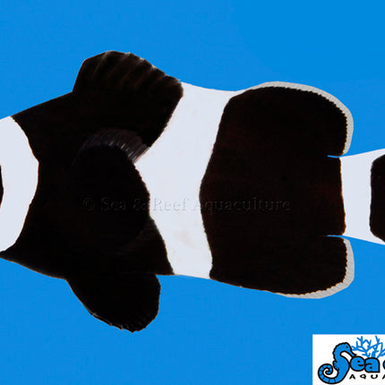 Darwin Ocellaris Clownfish - Amphiprion ocellaris