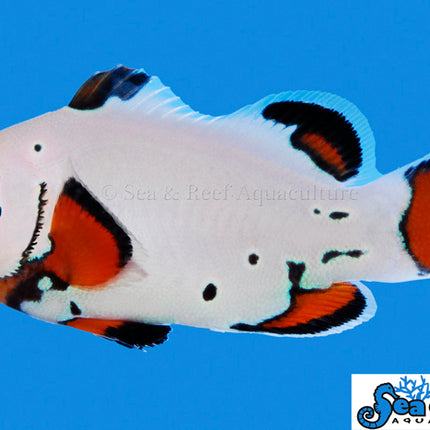 Frostbite Clownfish - Amphiprion ocellaris