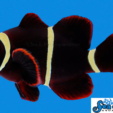 Gold Stripe Maroon Clownfish - Premnas biaculeatus