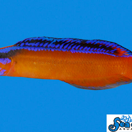 Neon Dottyback - Pseudochromis aldabraensis