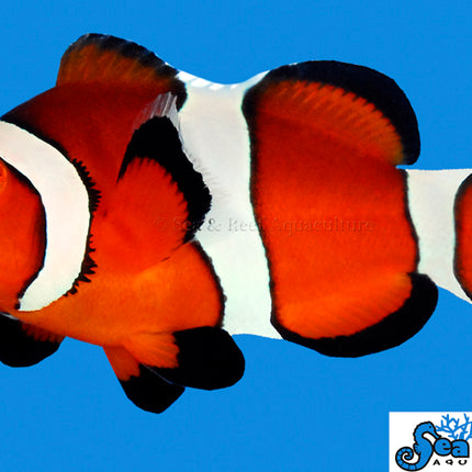 Ocellaris Clownfish - Amphiprion ocellaris