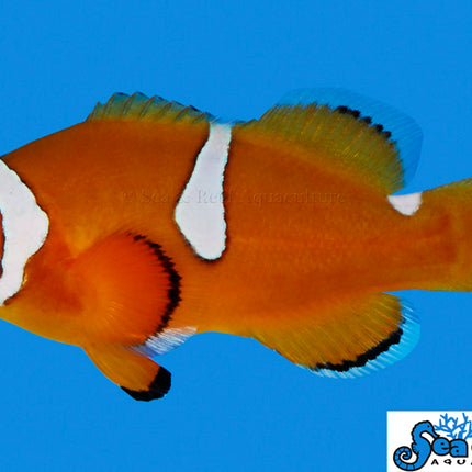 Picasso Clownfish Misbar - Amphiprion percula