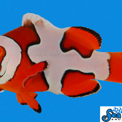 Premium Picasso Clownfish - Amphiprion percula