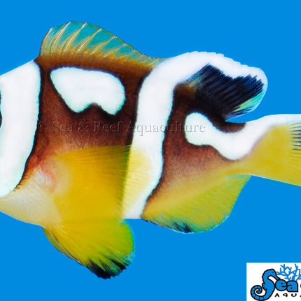 Spotcinctus Clownfish - Amphiprion bicinctus