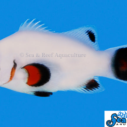 Wyoming White Clownfish - Amphiprion ocellaris