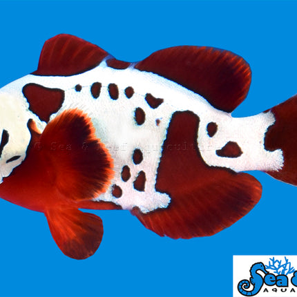 Gold Lightning Maroon Clownfish - Premnas biaculeatus