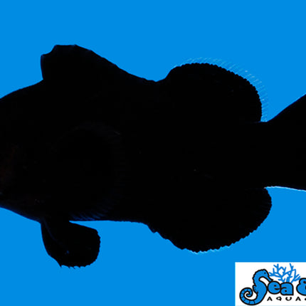 Midnight Clownfish - Amphiprion ocellaris