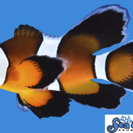 Longfin Mocha Clownfish - Amphiprion ocellaris