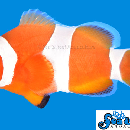 Tangerine Albino Ocellaris Clownfish - Amphiprion ocellaris